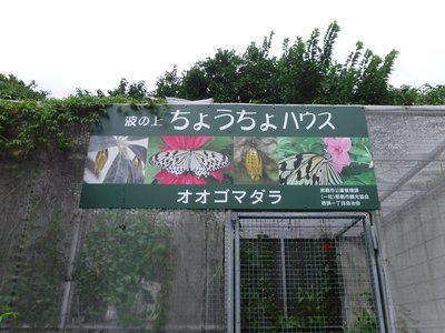 🦋 나미노우에 나비 하우스(나미노우에 초초 하우스)